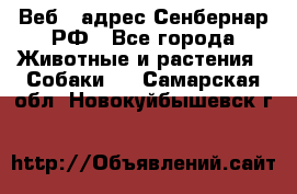 Веб – адрес Сенбернар.РФ - Все города Животные и растения » Собаки   . Самарская обл.,Новокуйбышевск г.